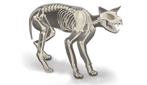 Els animals vertebrats