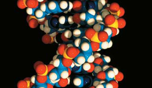 Nucleòtids i àcids nucleics