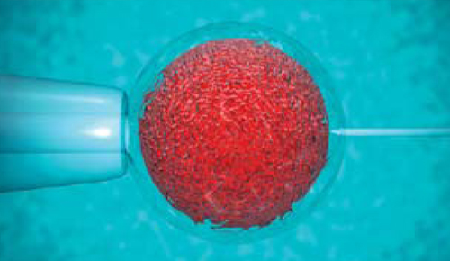Diferenciació cel·lular i biotecnologia