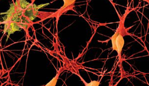 Estructura i funcions de la neurona