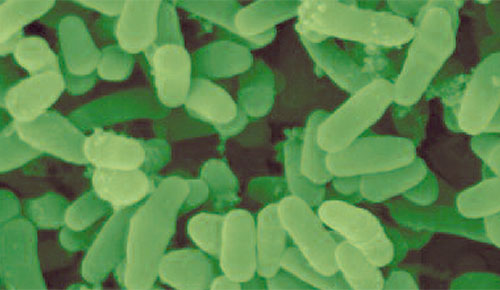 Unitat 7-Microbiologia