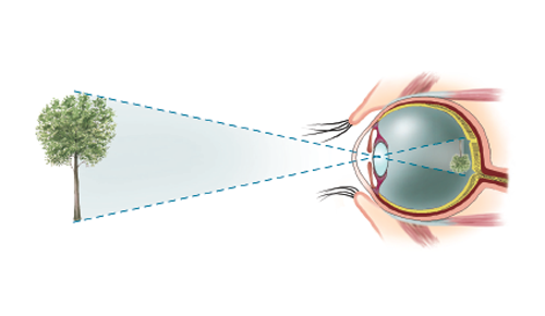 La perspectiva cònica