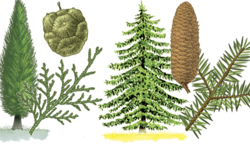 Las plantas