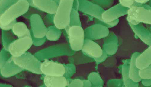 Unidad 11 - Microbiología