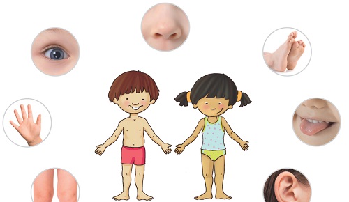Las partes del cuerpo