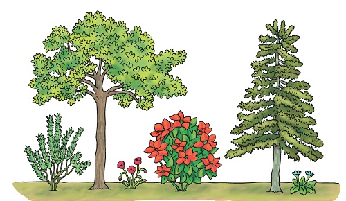 Las plantas