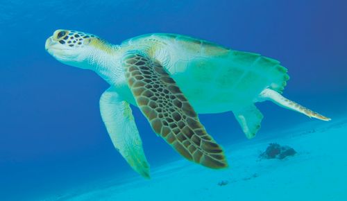 Luga, la tortuga