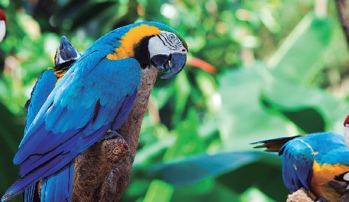 Daya, la guacamaya