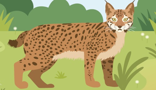 situación de aprendizaje 4 La recuperación del lince ibérico