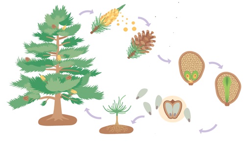 situación de aprendizaje 6 Las plantas, nuestras aliadas contra el cambio climático