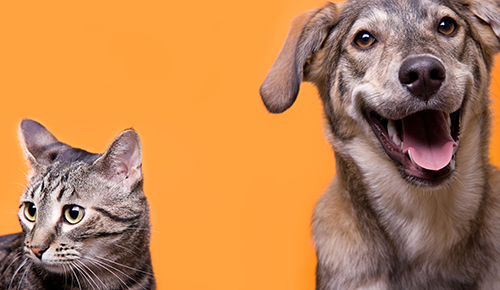 situación de aprendizaje 4 Las mascotas, ¿comprarlas o adoptarlas? ¿<em>Animal doméstico </em>es sinónimo de <em>mascota</em>?