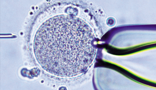 Biotecnologia i reproducció