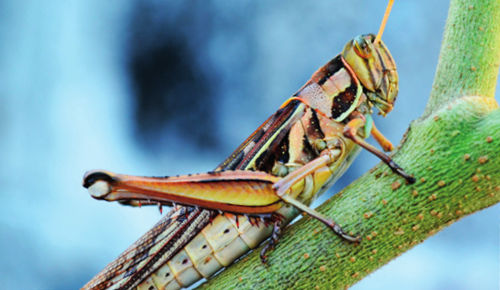 Biodiversidad como resultado de la evolución: relación ambiente, cambio y adaptación