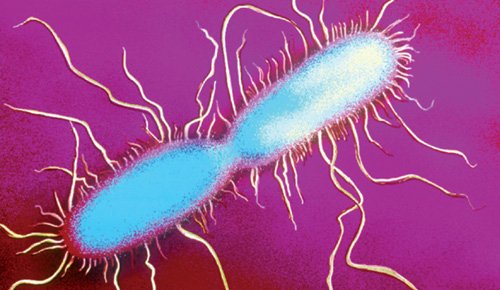 Virus, bacteris, protozous, algues i fongs