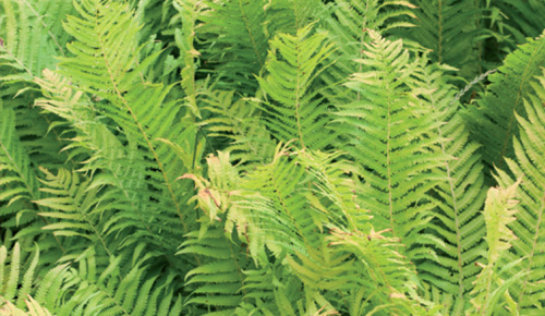 Les plantes