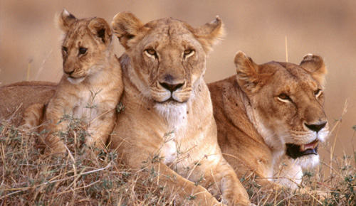Els vertebrats