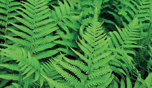 Naturaleza matemática